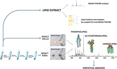 A Lipidomic Approach to Identify Potential Biomarkers in Exosomes From Melanoma Cells With Different Metastatic Potential